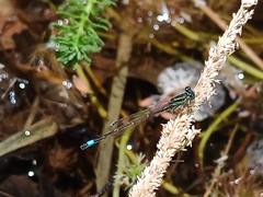 Ischnura saharensis