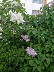 Syringa vulgaris