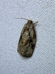 Archips grisea