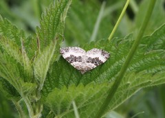 Epirrhoe rivata