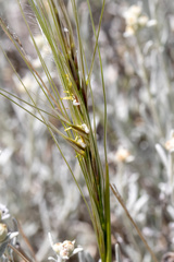 Stipa neaei