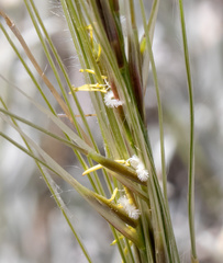 Stipa neaei