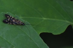 Macrostemum carolina