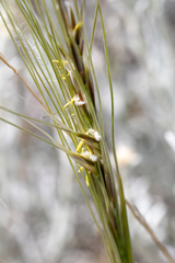 Stipa neaei