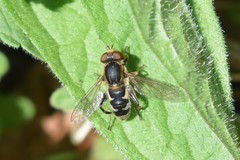 Anasimyia anausis
