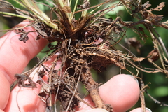 Rhizobium leguminosarum