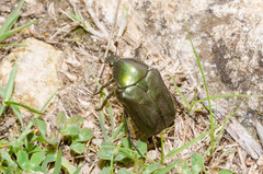 Protaetia angustata