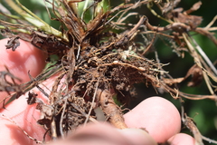 Rhizobium leguminosarum