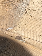 Lepisma