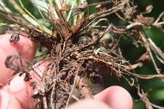 Rhizobium leguminosarum