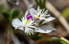 Polygala santacruzensis