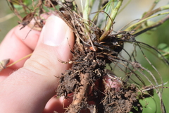 Rhizobium leguminosarum