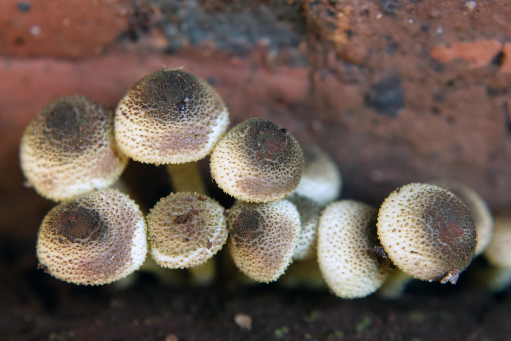 Hymenagaricus