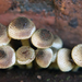 Hymenagaricus - Photo (c) Annari du Plessis, some rights reserved (CC BY-NC), uploaded by Annari du Plessis