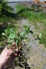 Rhizobium leguminosarum