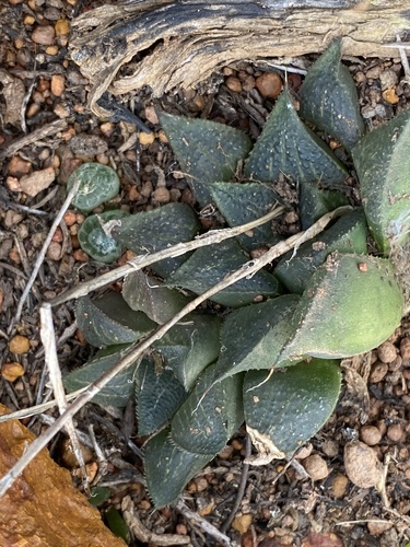 Haworthia magnifica