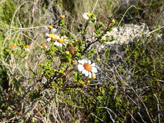 Cymbopappus adenosolen
