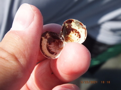 Laevicardium mortoni