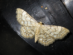Idaea moniliata