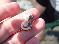 Laevicardium mortoni