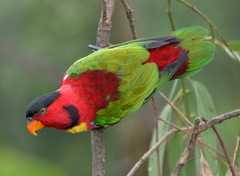 Yellow-Bibbed Lory photo 2