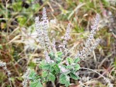 Aloysia macrostachya