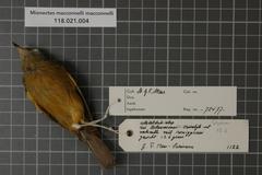 Mcconnell's Flycatcher photo 3