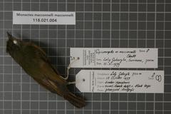 Mcconnell's Flycatcher photo 4