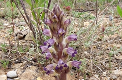 Orobanche cernua
