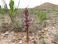 Orobanche cernua