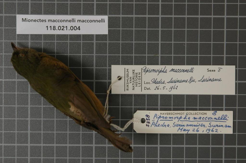 Mcconnell's Flycatcher