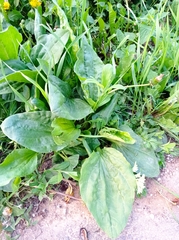 Plantago major