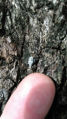 Myllocerus undecimpustulatus