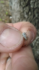 Myllocerus undecimpustulatus