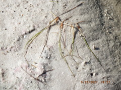 Cymodoceaceae