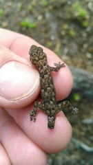 Hemidactylus mabouia