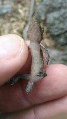 Hemidactylus mabouia