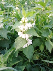 Lamium album