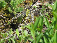 Gomphus