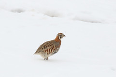 Tibetan Partridge photo 3