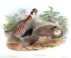Tibetan Partridge photo 2