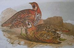 Tibetan Partridge photo 5
