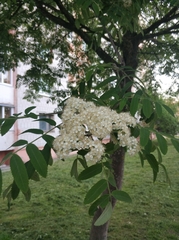 Sorbus aucuparia