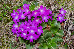 Primula spectabilis
