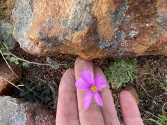Oxalis imbricata cuneifolia