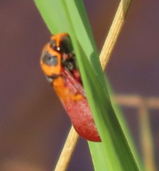 Locris areata