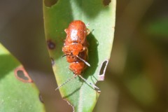 Tricholochmaea kalmiae