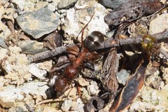 Formica exsectoides