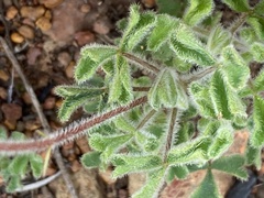 Oxalis imbricata cuneifolia