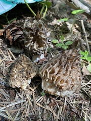 Morchella snyderi